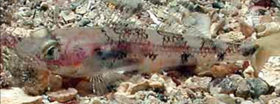 Deltentosteus collonianus_0217